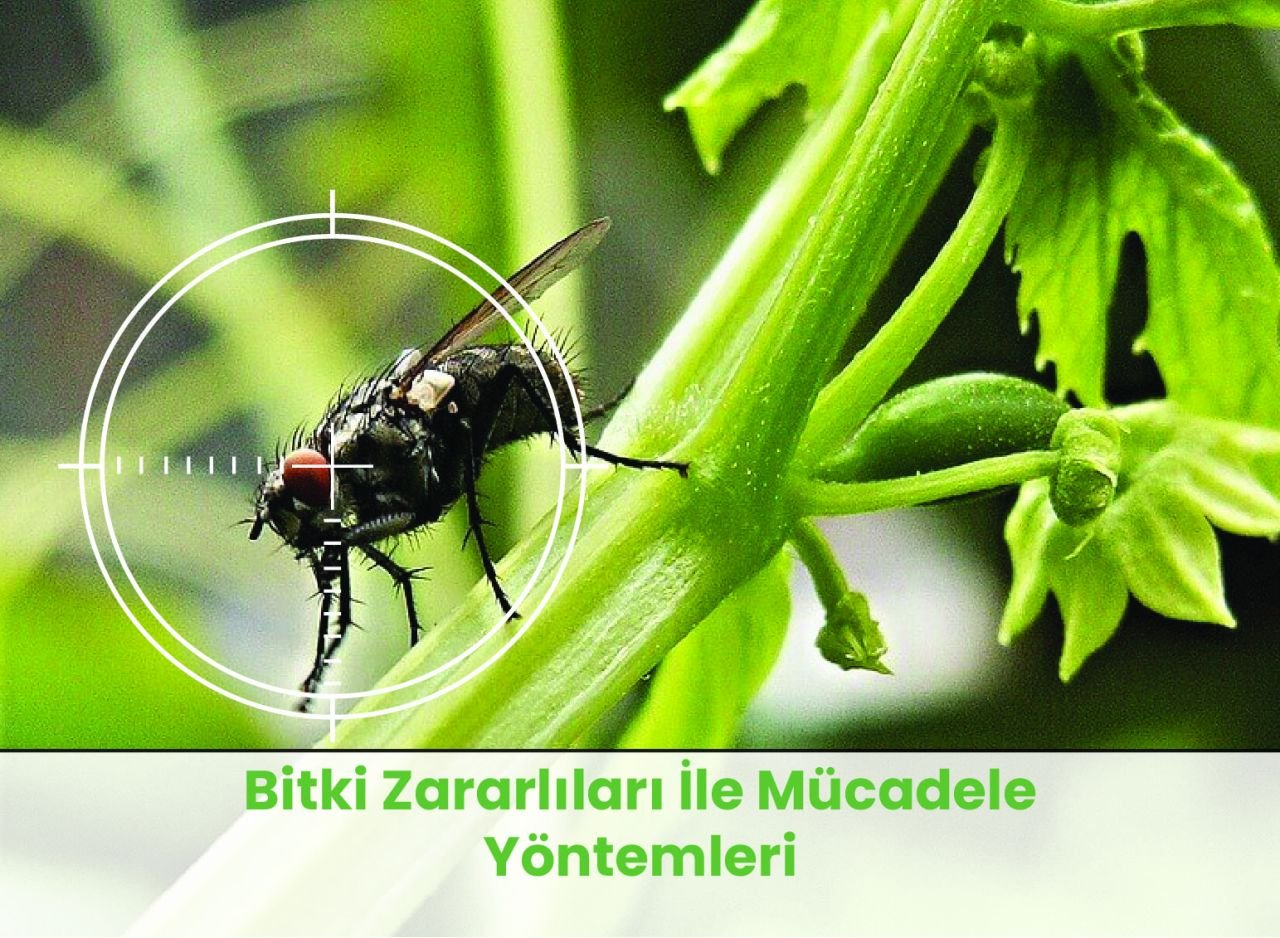 Doğal Böcek İlacı Yapımı: Bahçeniz İçin Güvenli Çözümler