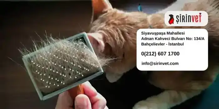 Mart Ayı Kedi Tüyü: Dökülme Fırtınasını Atlatma Rehberi